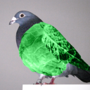 КапустаГолубь